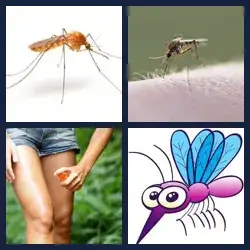 4 Pics 1 Word Level 3249