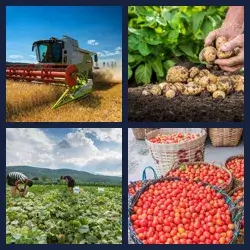 4 Pics 1 Word Level 3251