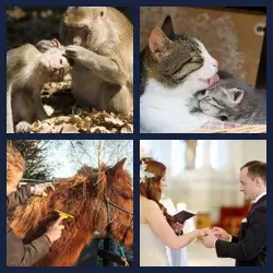 4 Pics 1 Word Level 3268