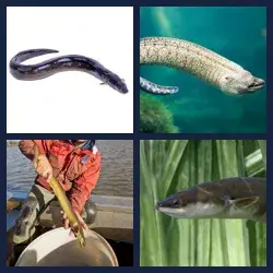 4 Pics 1 Word Level 3283