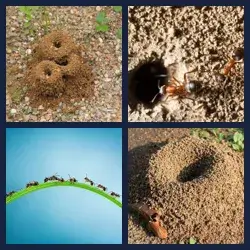 4 Pics 1 Word Level 3301