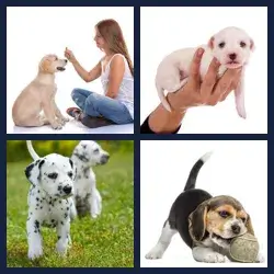 4 Pics 1 Word Level 3371