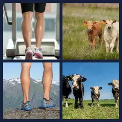 4 Pics 1 Word Level 3372