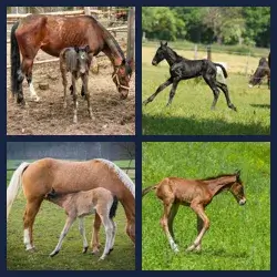 4 Pics 1 Word Level 3373