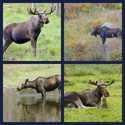 4 Pics 1 Word Level 3401