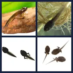 4 Pics 1 Word Level 3403