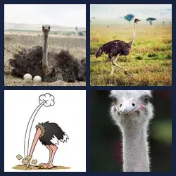 4 Pics 1 Word Level 3408