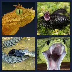 4 Pics 1 Word Level 3440