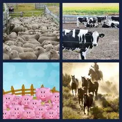 4 Pics 1 Word Level 3450