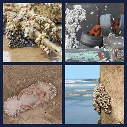 4 Pics 1 Word Level 3462