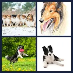 4 Pics 1 Word Level 3466