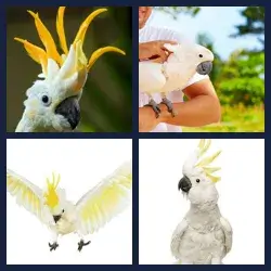 4 Pics 1 Word Level 3467