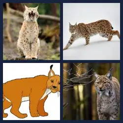 4 Pics 1 Word Level 3490