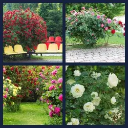 4 Pics 1 Word Level 3505