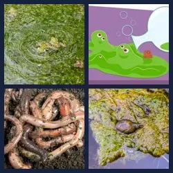 4 Pics 1 Word Level 3515