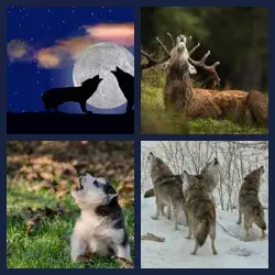 4 Pics 1 Word Level 3547