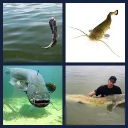 4 Pics 1 Word Level 3566