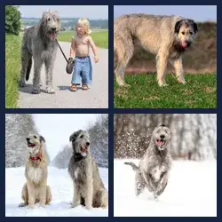 4 Pics 1 Word Level 3589