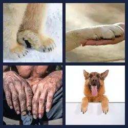 4 Pics 1 Word Level 3624