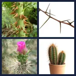 4 Pics 1 Word Level 3627