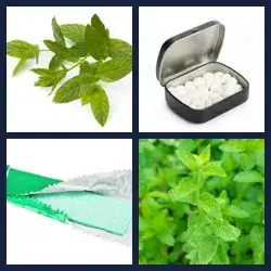 4 Pics 1 Word Level 3633