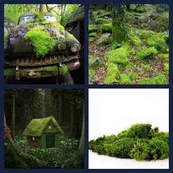 4 Pics 1 Word Level 3635