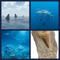 4 Pics 1 Word Level 3746