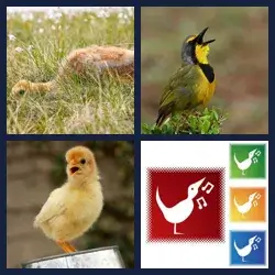4 Pics 1 Word Level 3770