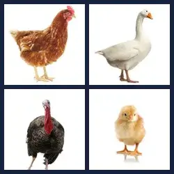 4 Pics 1 Word Level 3797