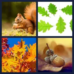 4 Pics 1 Word Level 3840