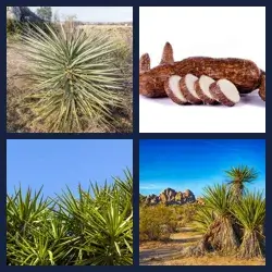 4 Pics 1 Word Level 3846