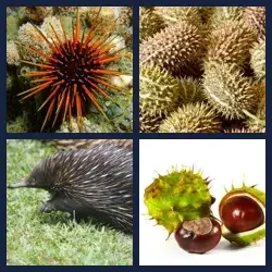 4 Pics 1 Word Level 3855