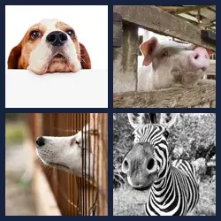 4 Pics 1 Word Level 3861