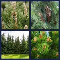 4 Pics 1 Word Level 3864