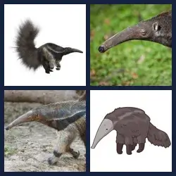 4 Pics 1 Word Level 3896