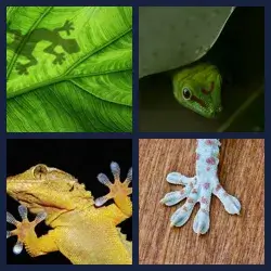 4 Pics 1 Word Level 3913