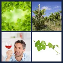 4 Pics 1 Word Level 3919