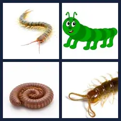 4 Pics 1 Word Level 4050