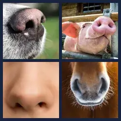 4 Pics 1 Word Level 4088