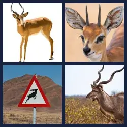 4 Pics 1 Word Level 4109