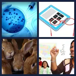 4 Pics 1 Word Level 4213